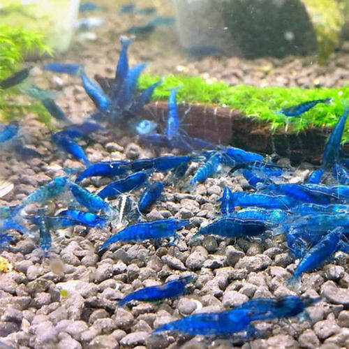 蓝色小蓝观赏活体藻虾鱼缸虾樱花虾壳虾宠物虾
