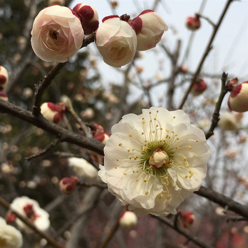 梅花木本梅树不含花白一般品种花卉盆栽台阁时令草本花卉