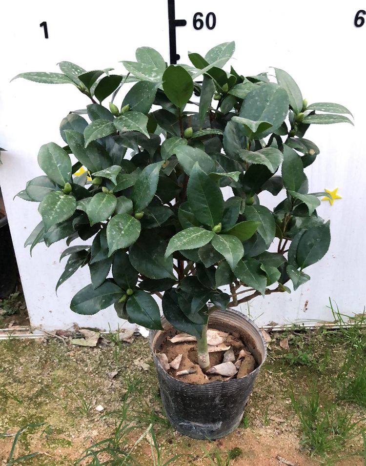 贝拉纯色阳台绿植一般含盆庭院复色青叶山茶花花卉