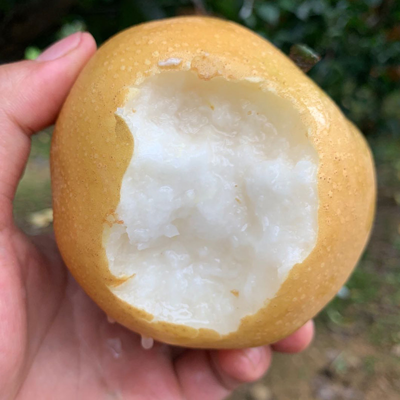 正宗莱阳秋月梨礼盒装新鲜时令水果山东冰糖梨