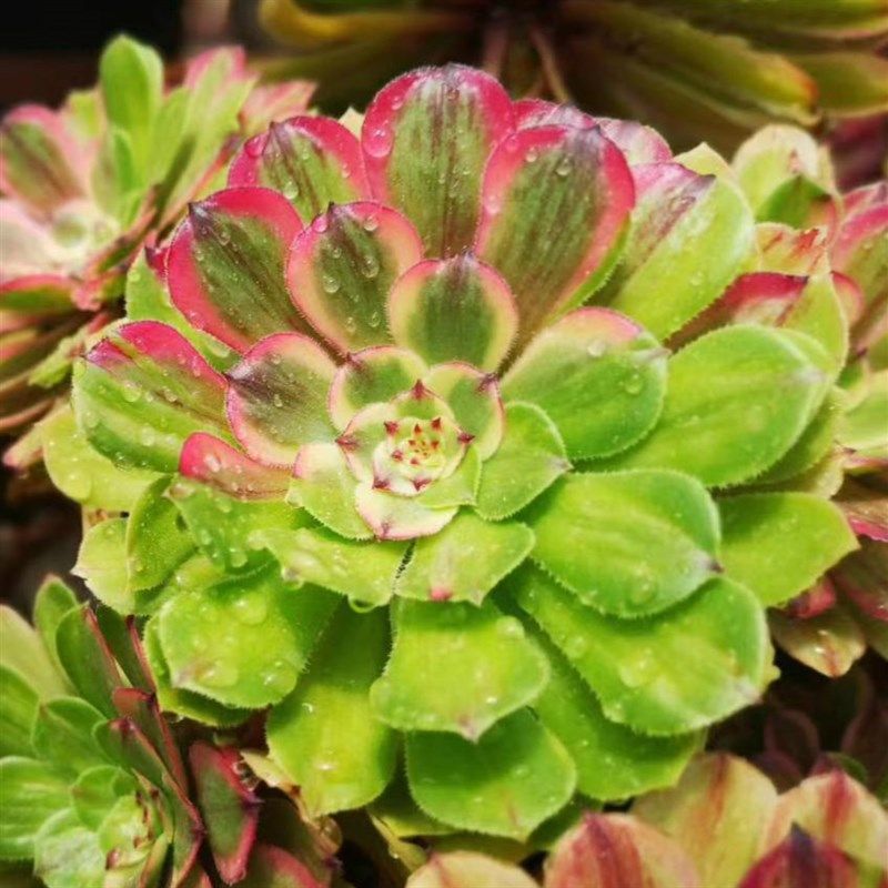 法师大港港多萤火粉黛红颜美亚红覆轮高端锦多多肉植物