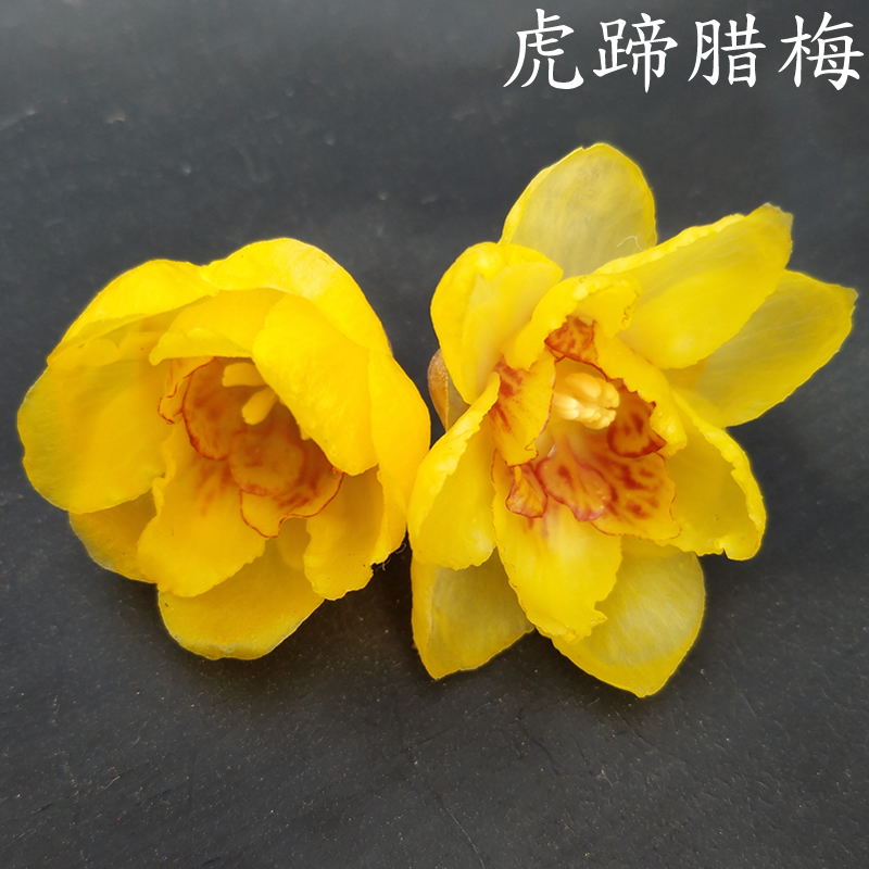 梅花早版十月含盆木本花卉包黄造型腊梅鄢陵花卉