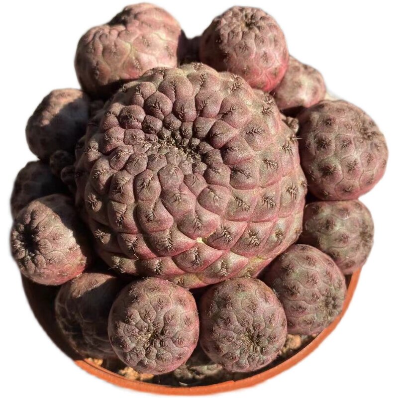 红丽仙人群生多头稀有品种冷门多肉植物室内多肉植物