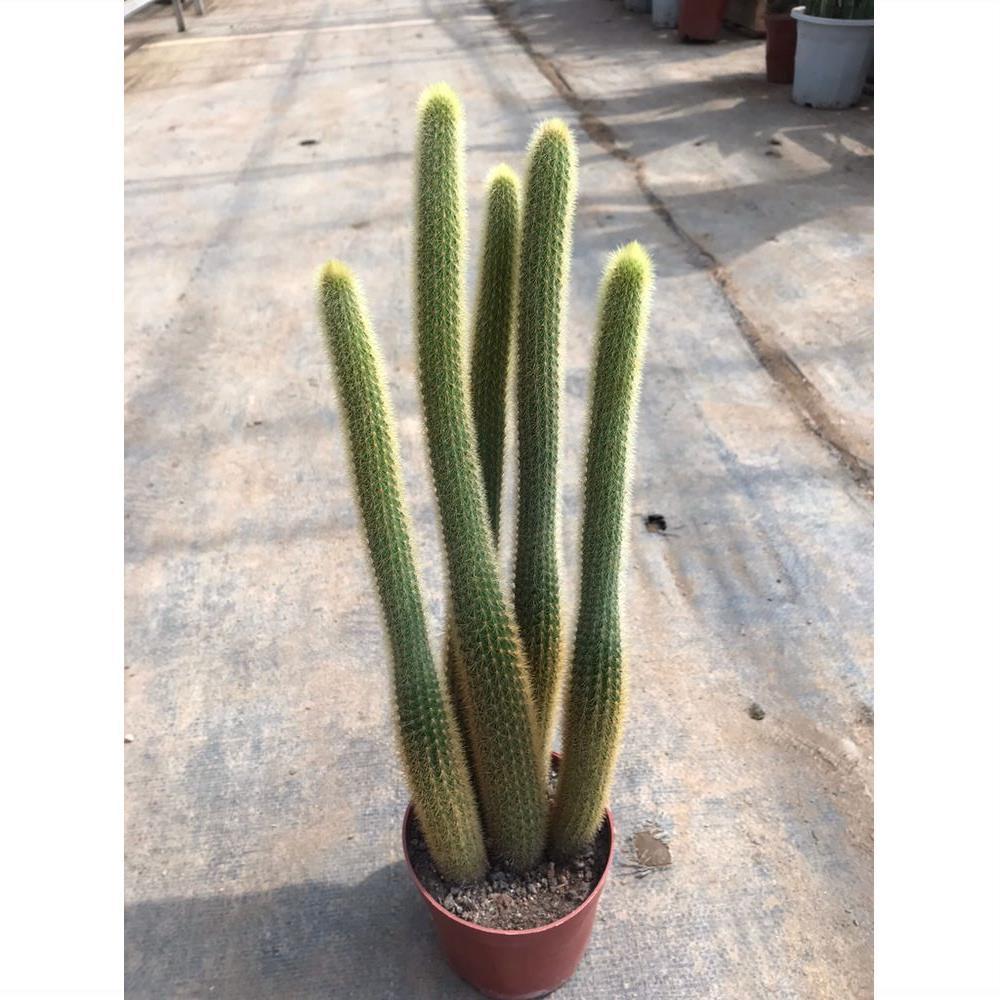 绿植黄毛吊兰类型开花新款花语猴尾柱多植物多肉植物