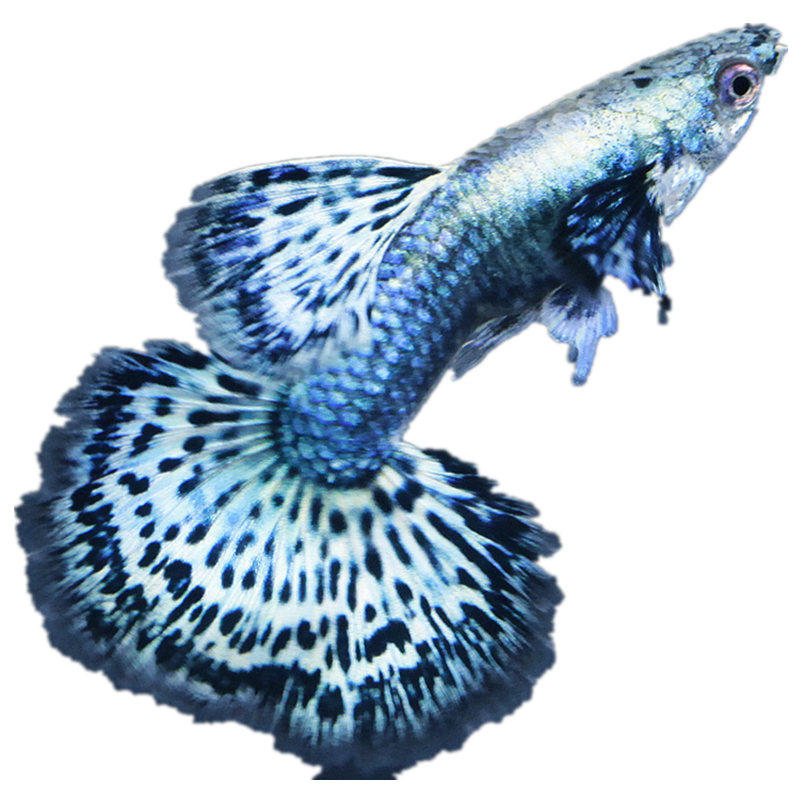 泰国原线新品种进口大背蓝龙bluegdragon孔雀热带鱼