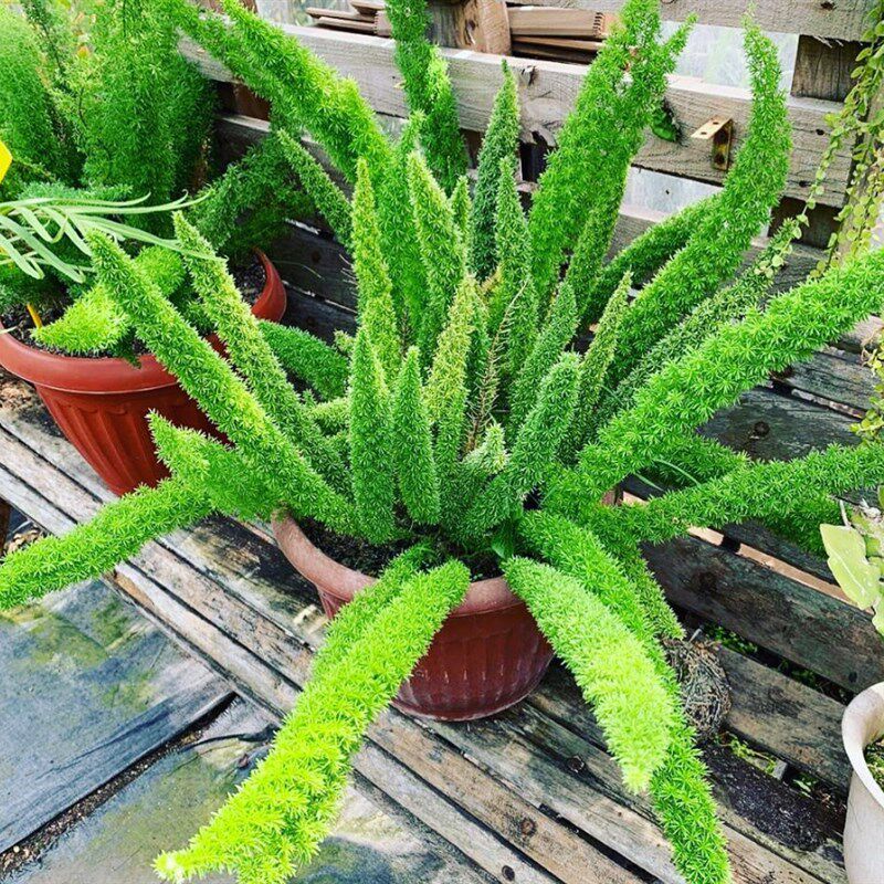 绿植狐尾天门冬狐尾武竹狐尾天阳台花卉庭院好养包绿植