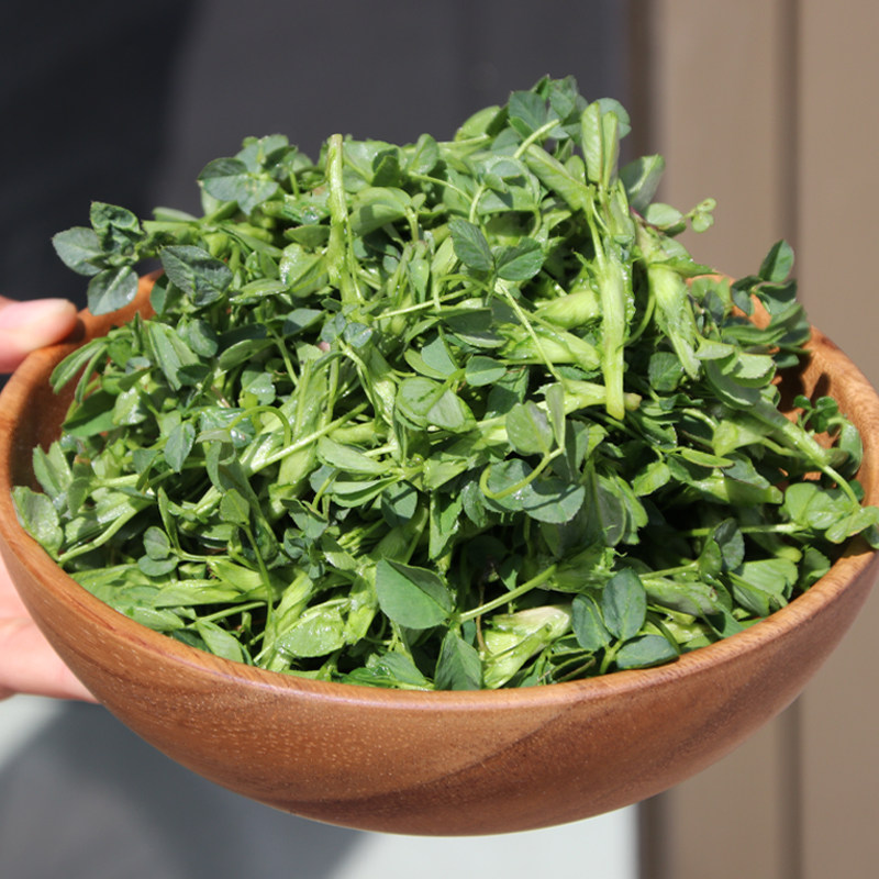 新鲜苜蓿菜食用农家种植头茬现摘现发草头2斤3斤苜蓿芽产地包邮
