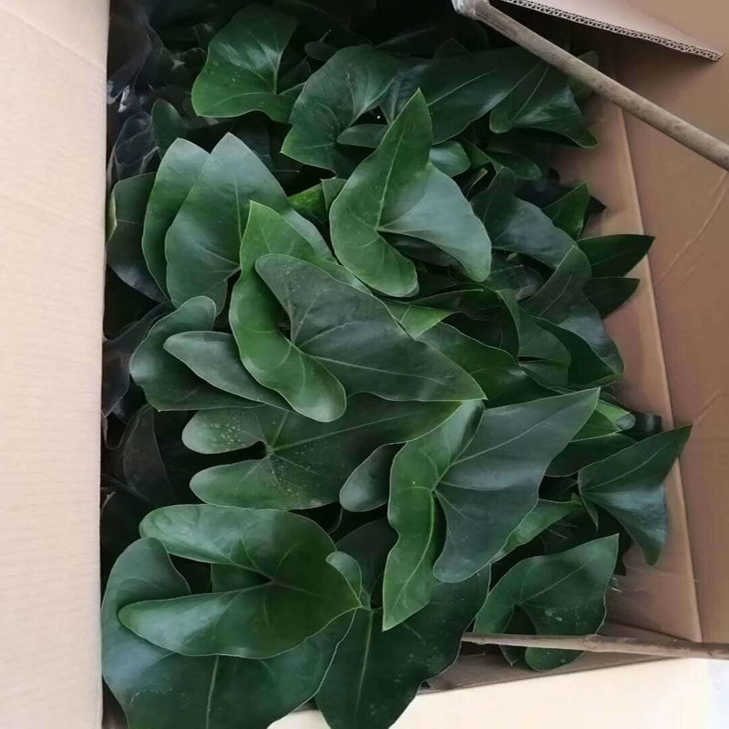 国王喜阴耐寒土培培可可水盆景绿植叶盆景植物观绿植