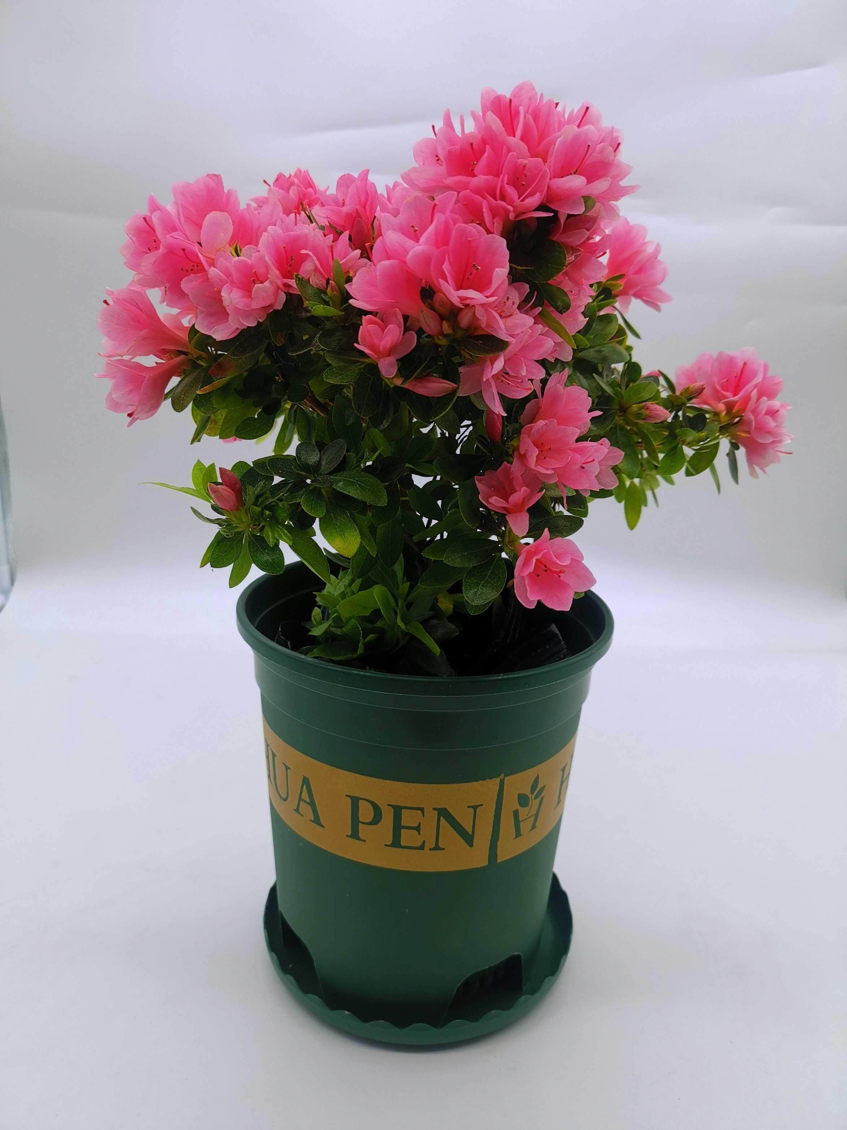 杜鹃腊皮粉妆楼粉色花卉盆栽好养好看经典庭院花卉