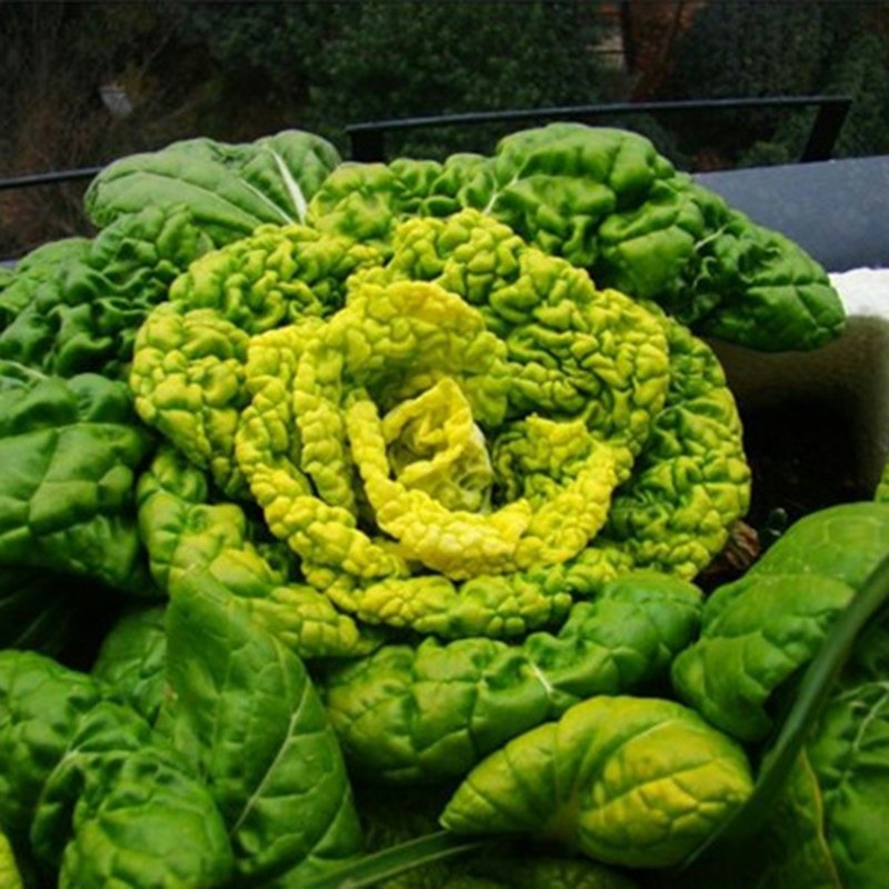 种子黄心乌乌塌菜黄金乌塔菜蔬蔬菜抗病高产基地家庭园艺种子