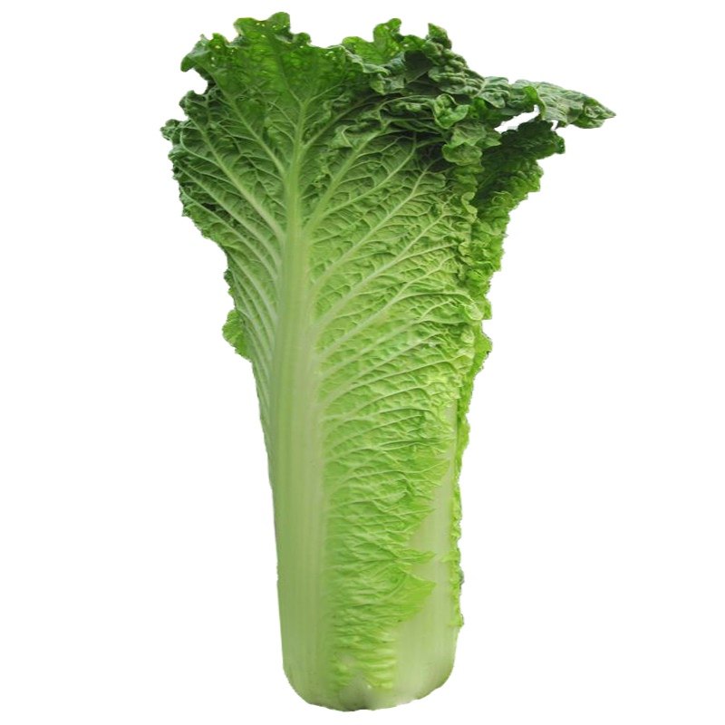 天津菜种蔬菜大田秋冬种籽黄芽白菜直筒种子家庭园艺种子