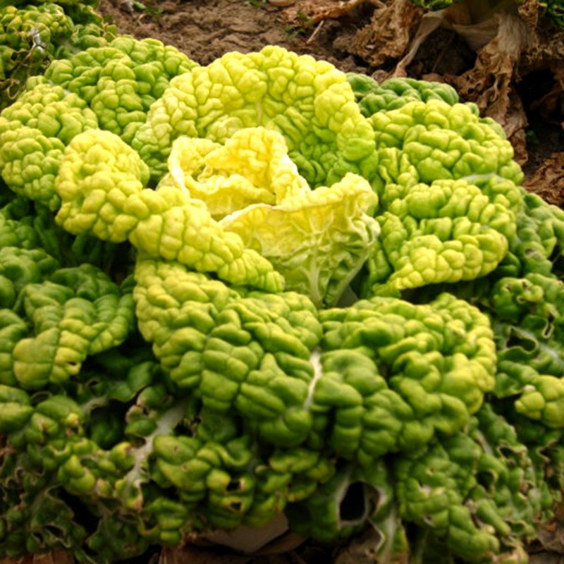 种子黄心乌乌塌菜黄金乌塔菜蔬蔬菜抗病高产基地家庭园艺种子