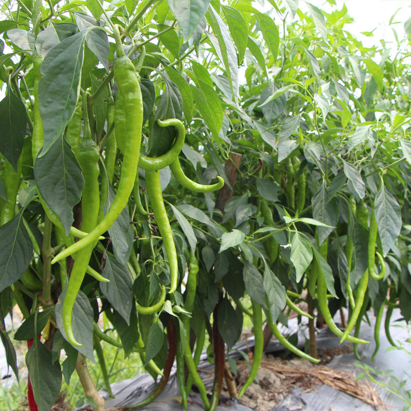 辣椒现摘现发湖南浏阳本地新鲜线椒蔬菜农家辣椒
