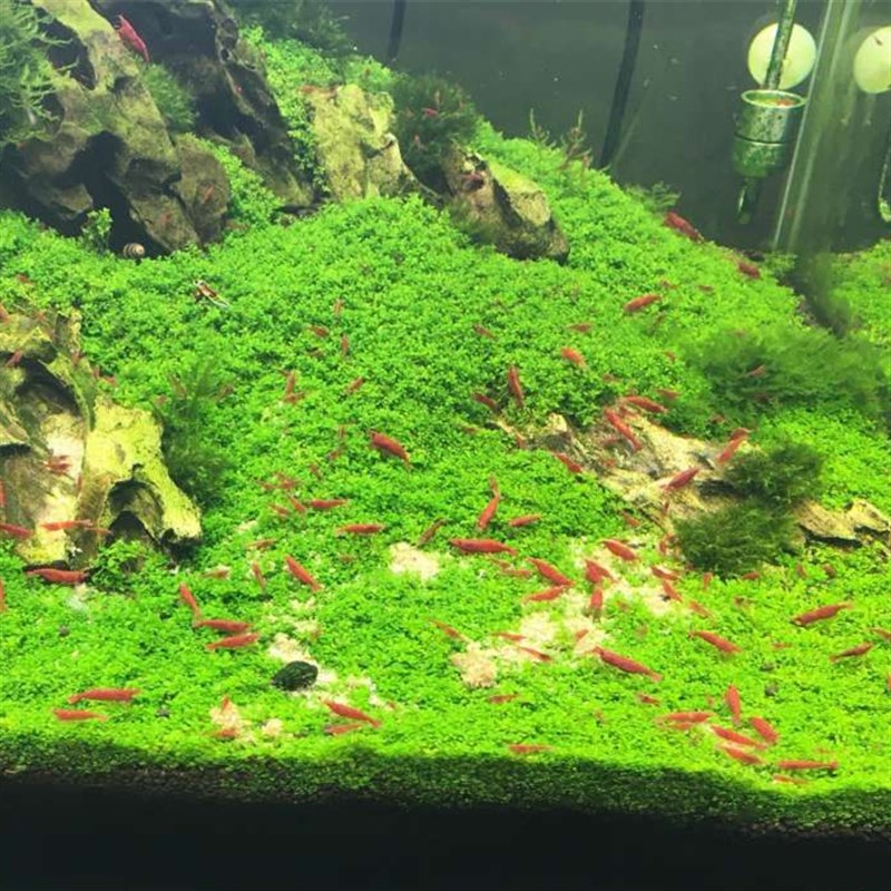 极火观赏虾集急火火焰虾草缸活体宠物藻虾颜色虾