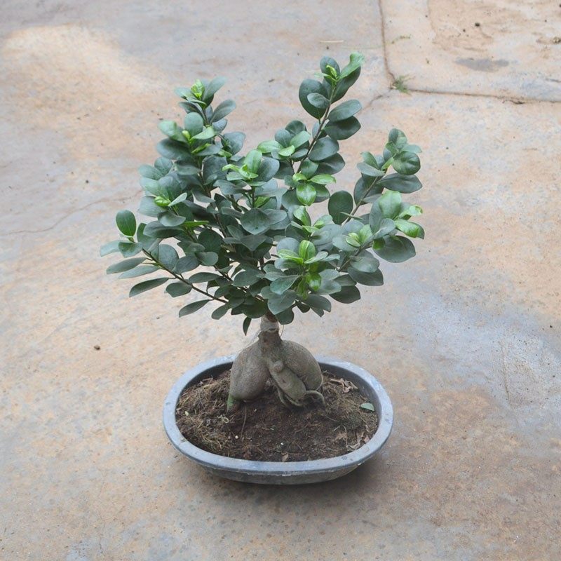 榕树盆景树苗盆树绿植发贵小榕树树桩栽桩文竹绿植