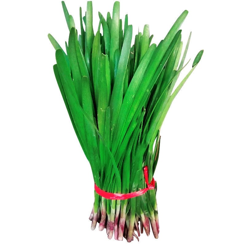 种子韭菜雪韭紫根四季不休休眠冬季阳台种籽家庭园艺种子