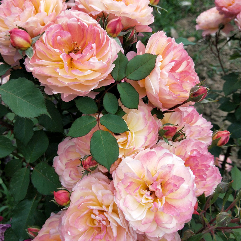 安德烈藤本月季花苗盆栽阳台四季玫瑰庭院爬藤花卉花卉