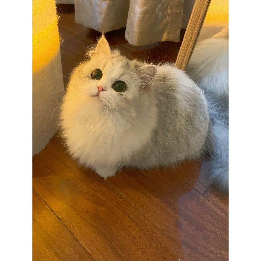 拿破仑猫咪全系品种矮脚加长长毛系列猫咪