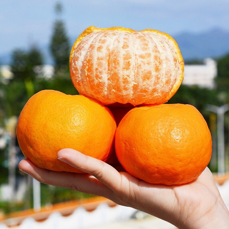 新鲜正宗永春芦柑现摘现发超甜礼盒盒装10斤桔子