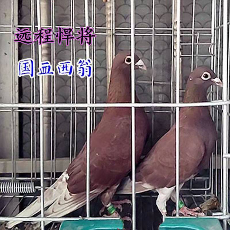 老国血红西翁大红红袍信鸽带环青年种鸽一对一鸟