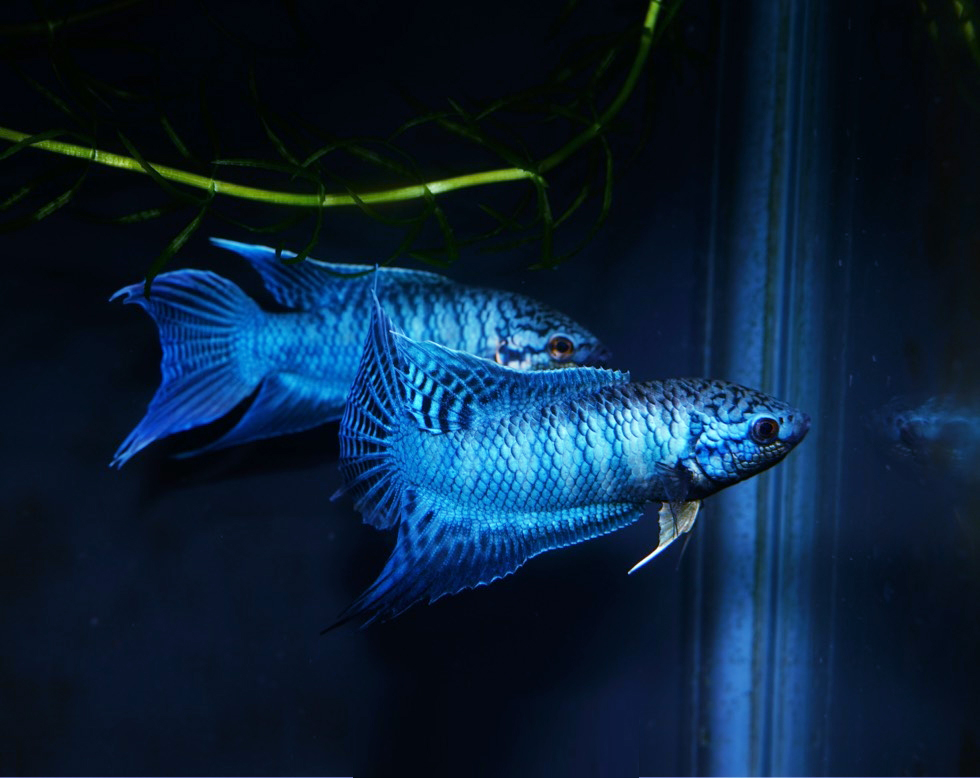 蓝爆君无纹蓝精品国斗鱼苗蓝蛇纹鱼蓝叉改良鱼