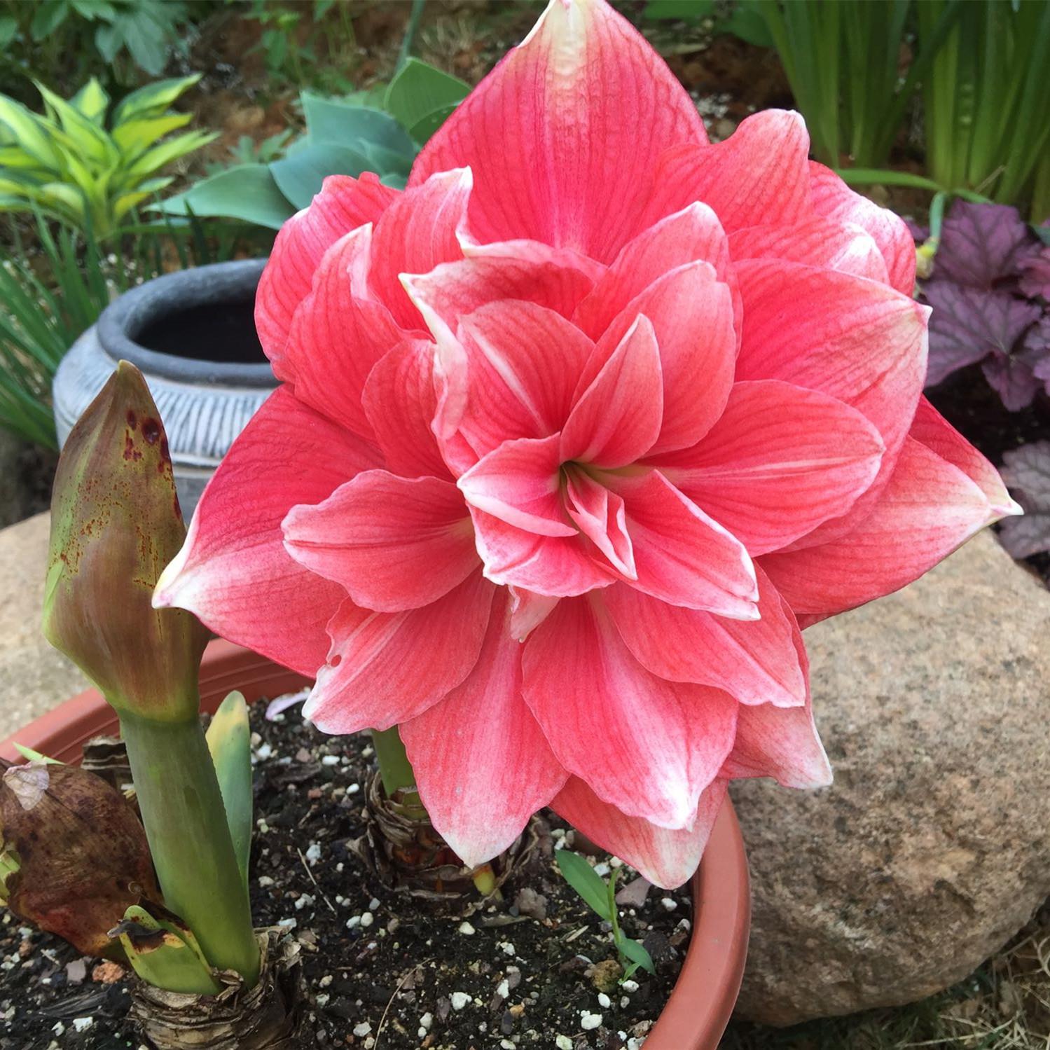 樱桃妮芙荷兰重瓣朱顶红种大球室内花盆盆栽种球