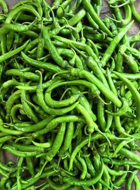 湖北农家现摘新鲜薄皮本地土辣椒