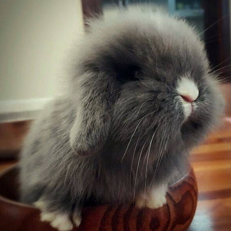 小兔子活体不大垂耳兔迷你迷你熊熊猫小型侏儒茶杯兔