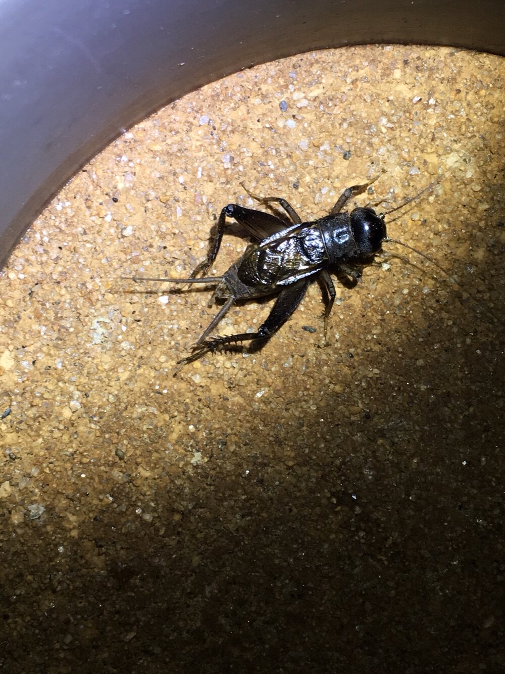 蟋蟀野生泰安山东宁阳地白蛐蛐性好活体牙大蟋蟀