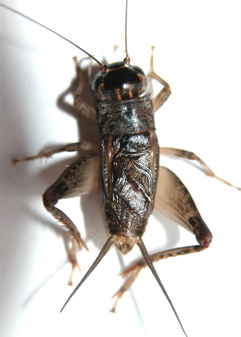 河北蛐蛐野生活体蟋蟀活物打斗咬架精品自抓蟋蟀