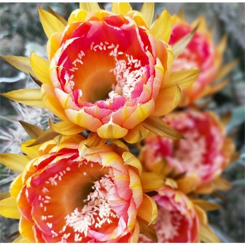 席克氏彩多种花色大花实生仙人球多植物组合多肉植物