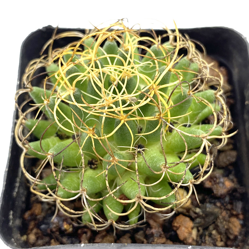 花龙园艺卷刺琴丝仙人稀有品种基地地直多肉多肉植物