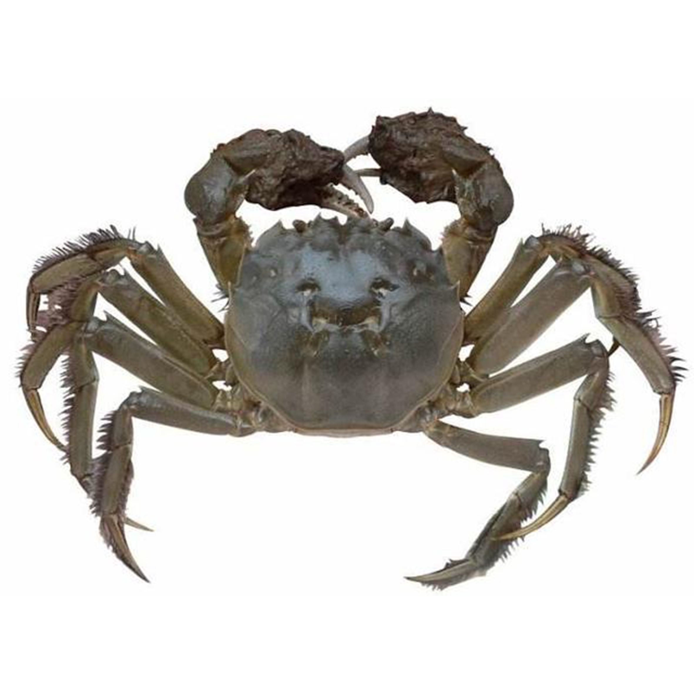 10只产地鲜活兴化红膏大闸蟹现货净重全母252两大闸蟹