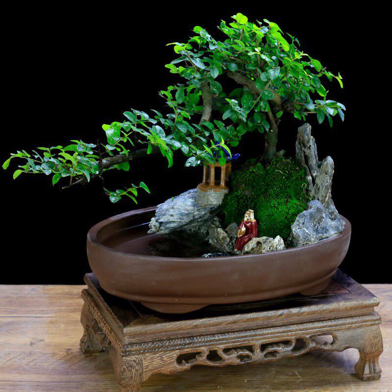 小叶雀梅老桩假山水旱盆景树桩悬崖造型植物杯垫