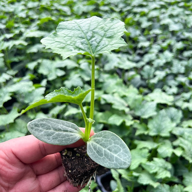 丝瓜苗蔬菜苗高产春季四季长丝瓜肉幼苗早熟家庭园艺种子