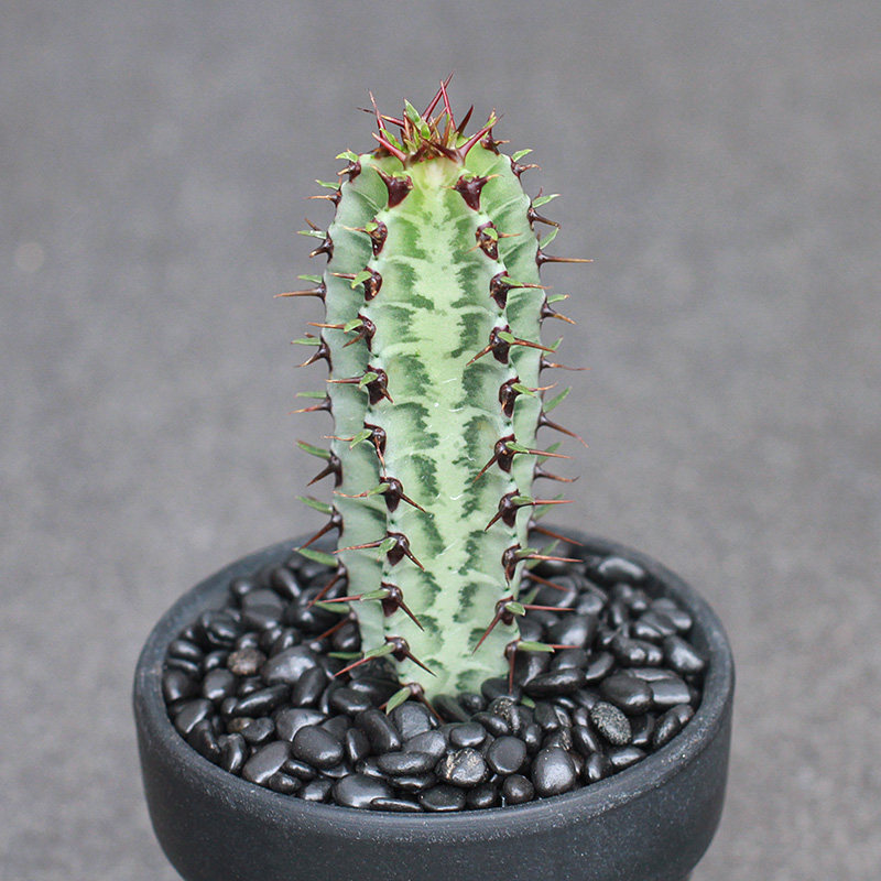 斑马大戟一拍稀有有大戟科仙人柱多植物组合多肉植物