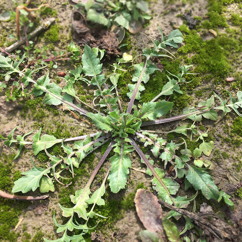 荠菜野菜新鲜包邮现挖野生荠荠菜地菜芨芨菜当季蔬菜3