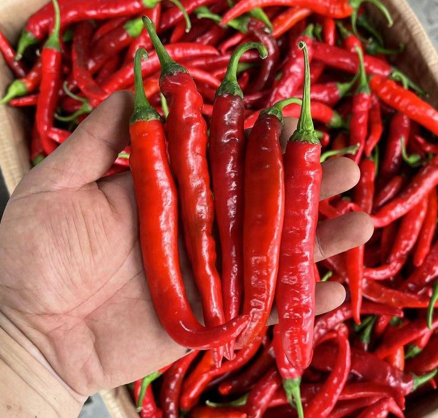 红辣椒湖北新鲜红杭椒鲜尖椒腌泡椒剁农家蔬菜辣椒
