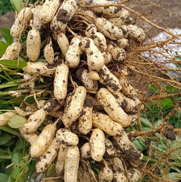 花生新鲜现挖湖北带泥红皮当季农家带壳红米新鲜花生