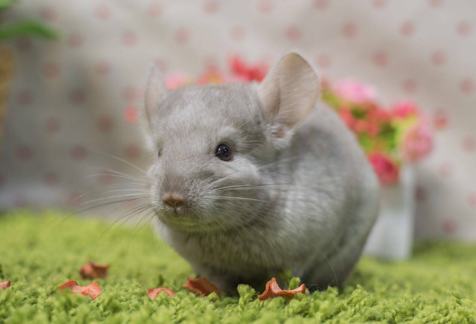 龙猫自家繁殖稀有有色紫咖公母弟弟妹妹龙猫