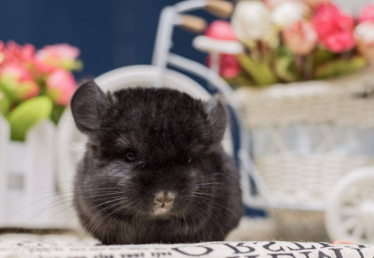 龙猫活体宝宝携带长毛基因深黑弟弟实体可自龙猫