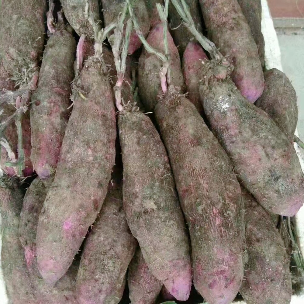 新薯上市赣南山药新鲜现挖农家脚板薯紫薯毛笔记本零部件