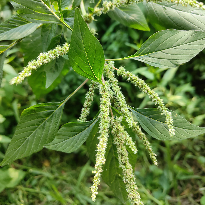 新鲜野生红梗刺苋菜根红刺苋根刺苋头苋菜刺簕头其他药食同源食品