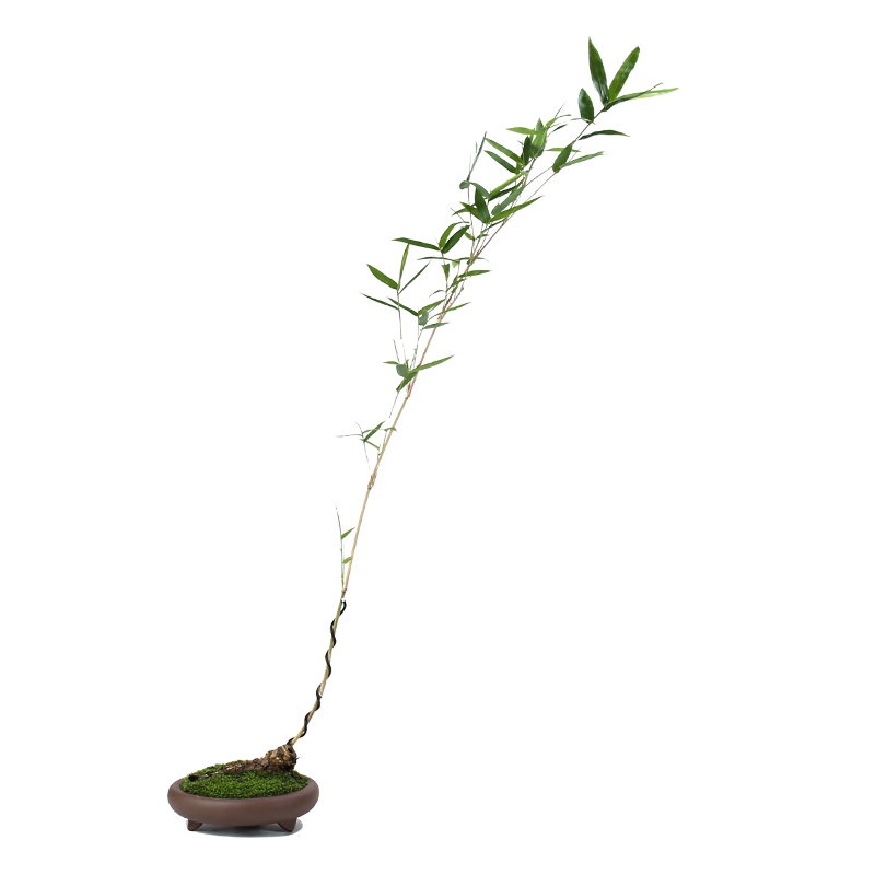 小琴盆景阳台庭院绿植客厅室内竹苗老桩丝竹绿植