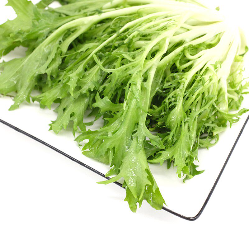 绿行行者苦细叶生菜苦菊凉拌拌菜鲜苦苣菜蔬菜叶菜类