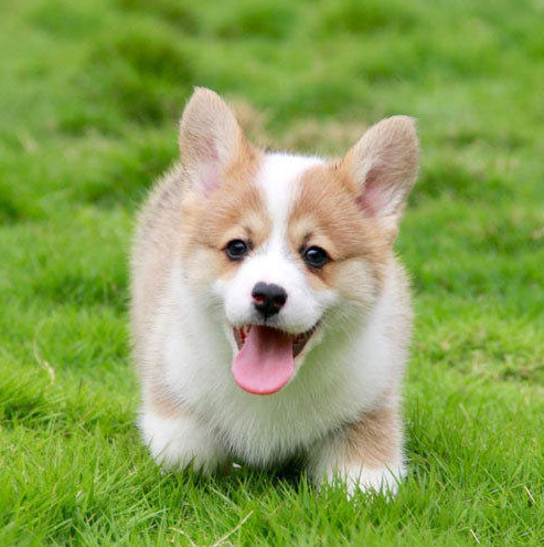 纯种赛级二三三色柯基幼崽便宜领养活体矮脚宠物鸭