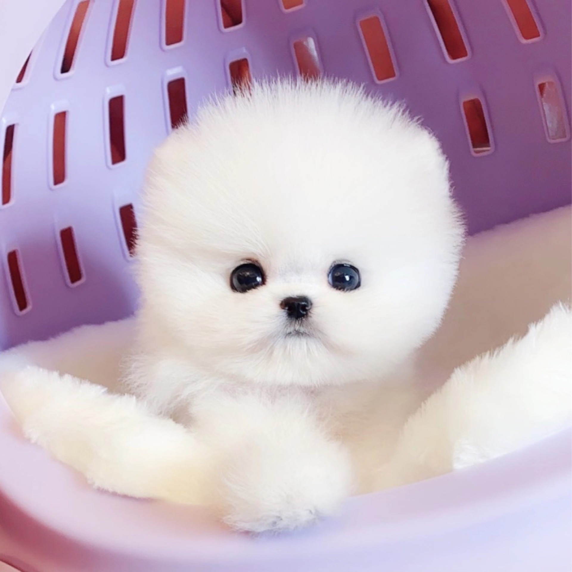 无偿不大宠物狗宠物活体小型可爱领养家养介犬宠物训练