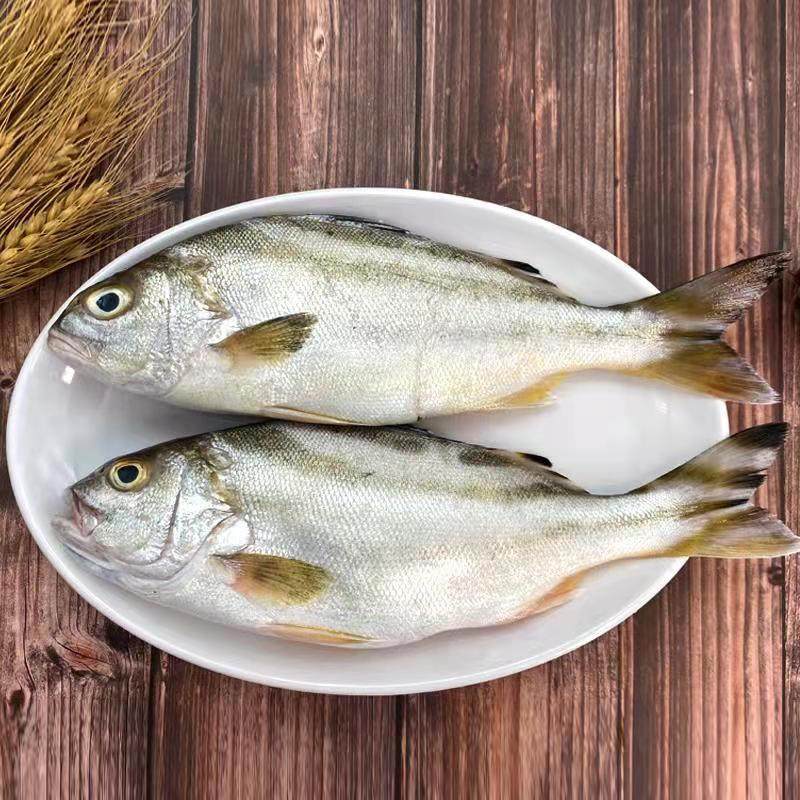 北海2条斑猪内脏去鳞丁公鱼5包海鱼深海冷冻鲈鱼