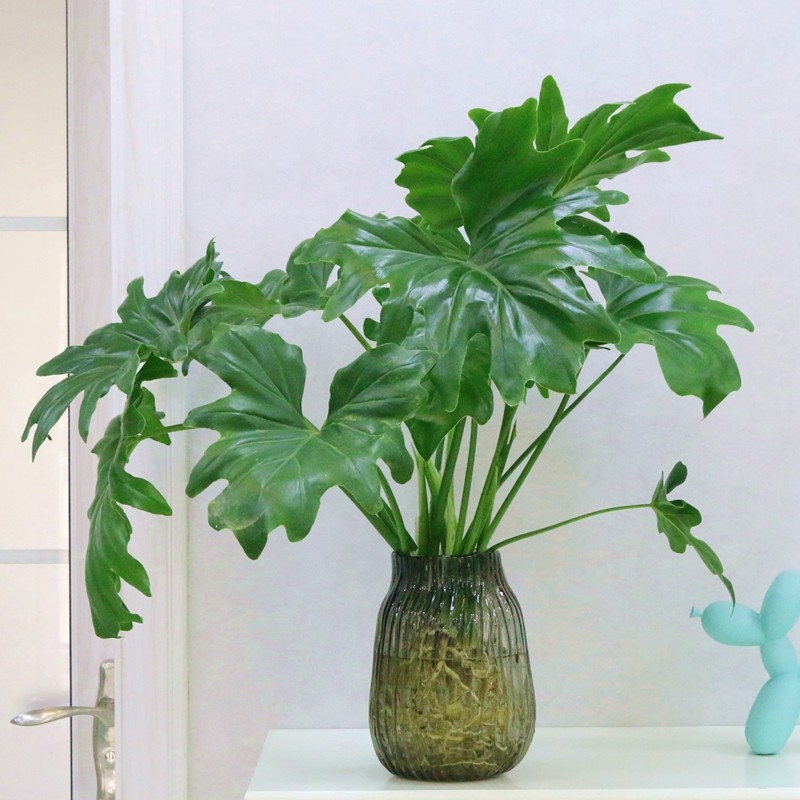 春羽水培植物盆栽室内绿植净化空气花卉四季好养绿植