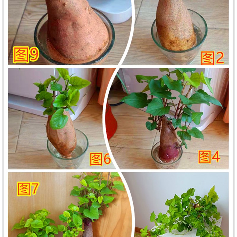 土豆小物植物包儿园花生蚕豆水培洋葱番薯红薯绿植